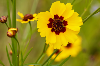 Golden tickseeds blooming This close-up still life photograph was taken in the morning during the summer and features Golden Tickseed flowers, known scientifically as Coreopsis, blooming in Derbyshire, England, United Kingdom. The vibrant yellow petals are marked by a distinct red-brown center, indicative of the Golden Tickseed variety. Surrounding the main flower, additional Tickseed flowers and unopened buds can be seen, highlighting the active summer growth of plants in the region. The image focuses on the intricate details of the flowers, with no animals present, capturing the beauty of Coreopsis species native to gardens and wildflower meadows in Derbyshire.